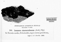 Bellemerea cinereorufescens image